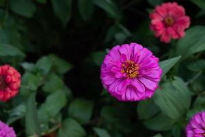 fleur de gerbera dans le jardin, le nom scientifique est gerbera jamesonii photo