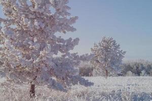 paysage avec de jeunes pins au début de l'hiver. photo