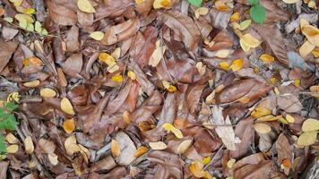 tas de feuilles sèches dans la forêt photo
