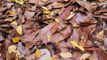 tas de feuilles sèches dans la forêt photo