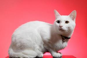 jeune chat blanc photo