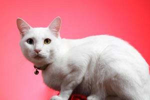 jeune chat blanc photo