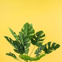 feuilles de monstera artificielles sur fond jaune
