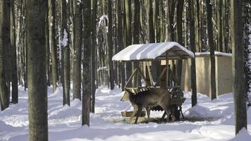 chevreuil cerf dans hiver forêt près touristique petit maison et petit en bois balançoire. action. Naturel Contexte sur une hiver journée. photo