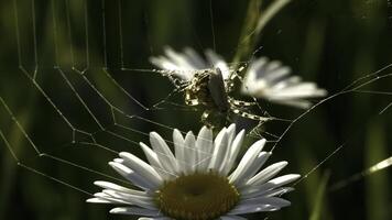 proche en haut de Marguerite fleur avec une araignée et la toile sur vert champ Contexte. créatif. défocalisé été champ, insecte, et fleurs. photo