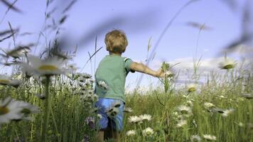 arrière vue de garçon fonctionnement dans champ. créatif. cinématique fonctionnement enfant dans fleur champ. camomille Prairie et fonctionnement enfant sur ensoleillé été journée photo