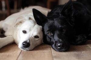 ai généré blanc chien et noir chat à la recherche à le caméra mensonge ensemble sur le étage.ai génératif photo