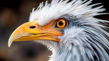 ai généré fermer de le tête de Aigle. photo