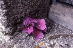une petit violet fleur est séance sur le sol photo