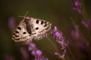 une papillon est séance sur une violet fleur photo