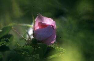 une Célibataire rose Rose est vu dans le Contexte photo