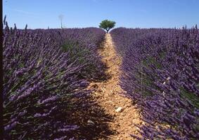 une chemin par une lavande champ avec une seul arbre photo