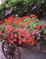 une Chariot avec fleurs photo