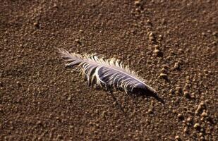 une plume pose sur le le sable dans le océan photo