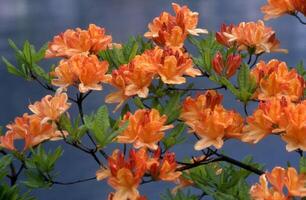 Orange fleurs sont épanouissement sur une arbre près l'eau photo