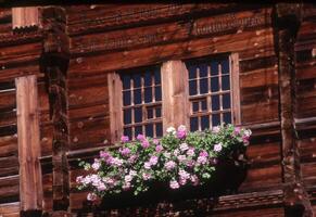 une fenêtre boîte avec fleurs sur il photo