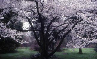 une grand arbre avec blanc fleurs dans le milieu de une parc photo