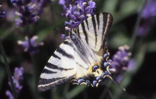 une papillon avec noir et blanc rayures sur ses ailes est séance sur une lavande plante photo