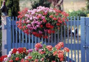 une bleu clôture avec fleurs pendaison de il photo