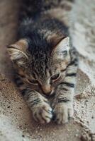 ai généré soleil, sable, et queues bienheureux animaux domestiques sur le plage photo