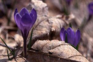 violet crocus fleurs dans le les bois photo