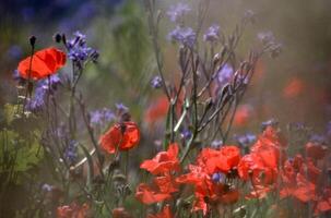 rouge coquelicots et bleu fleurs dans une champ photo