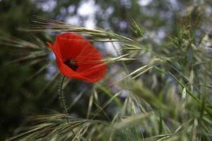 une Célibataire rouge coquelicot est dans le milieu de grand herbe photo