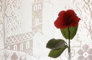 une rouge Rose dans une vase photo