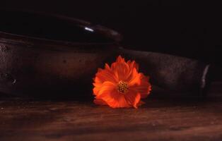 une fleur séance suivant à une pot photo