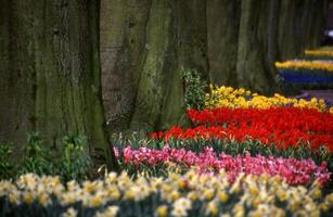 une rangée de coloré fleurs dans de face de des arbres photo