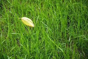 feuille jaune sur l'herbe de la pelouse verte.