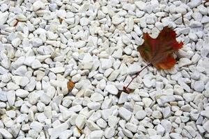 une feuille d'érable repose sur du gravier blanc. fond de pierres et de feuilles.