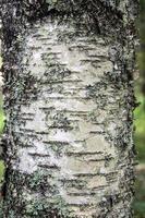 tronc de bouleau. gros plan d'écorce d'arbre. photo