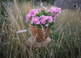 une fleur pot avec rose fleurs séance dans grand herbe photo
