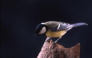 une oiseau perché sur une arbre branche photo