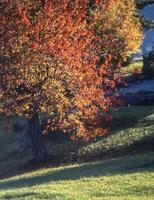 une rouge et Orange arbre dans le milieu de une champ photo