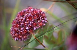 une fleur avec violet pétales et vert feuilles photo