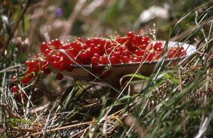 une bol plein de rouge baies séance dans le herbe photo