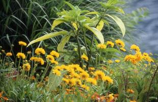 une jardin avec Jaune fleurs et vert les plantes photo