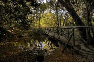 Le Cap, Sud Afrique, octobre 26, 2022 - vue de kirstenbosch botanique jardin, cap ville, Sud Afrique photo