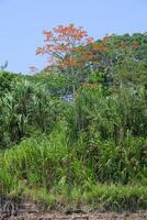 amazone tropical pluie forêt avec rose ipe arbre, tabébuia ipé, madre de dios rivière, manu nationale parc, péruvien amazone, Pérou photo