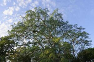 des arbres dans le dans le inondé forêt, amazonas État, Brésil photo