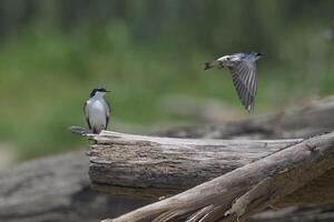 blanc ailé avale, tachycineta albiventeur, manu nationale parc, péruvien amazone, Pérou photo