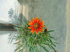 Orange gazania fleur Haut vue photo