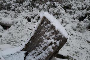 arbre couvert de neige photo