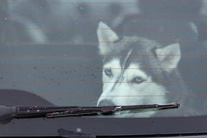 chien husky triste en voiture, animal mignon. chien attendant de marcher avant l'entraînement et la course de chiens de traîneau. photo