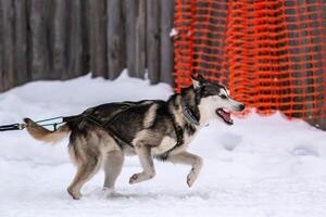 courses de chiens de traîneau. équipe de chiens de traîneau husky en course de harnais et conducteur de chien de traction. compétition de championnat de sports d'hiver. photo