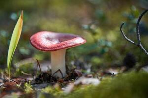 champignon russule en forêt. petit champignon comestible. champignon savoureux comestible. photo