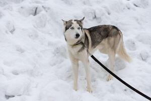 portrait de chien husky, fond neigeux d'hiver. animal de compagnie drôle sur la marche avant la formation de chiens de traîneau. photo