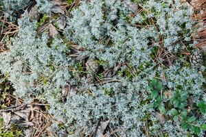 lichen mousse cladonia rangiferina. lichen gris des rennes. belle mousse de forêt de couleur claire poussant dans les climats chauds et froids. cerf, mousse de caribou. photo